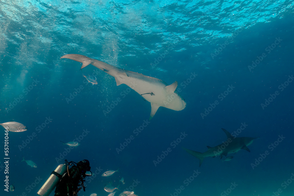 Obraz premium Divers interacting with a Tiger Shark (Galeocerdo cuvier) in Bimini, Bahamas