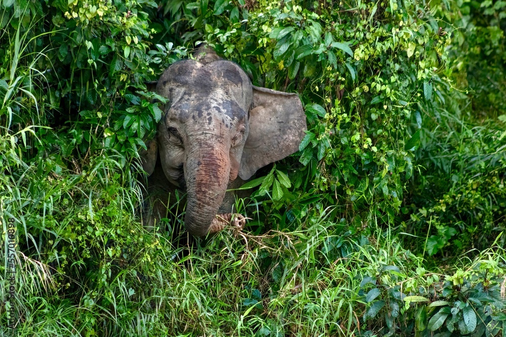 Foto de Borneo pygmy elephants eating plants near the Kinabatangan