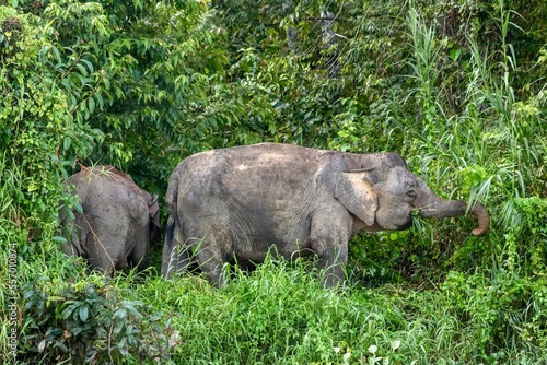 Borneo pygmy elephants near the Kinabatangan River, Sukau, Sabah