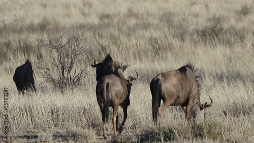 Wildebeest walking in grasslands in wild photo