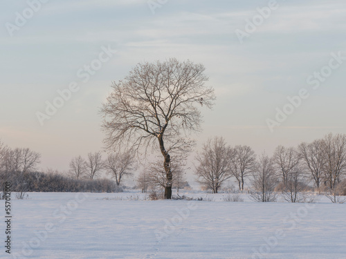 trees in the snow © KrzysztofAleksander