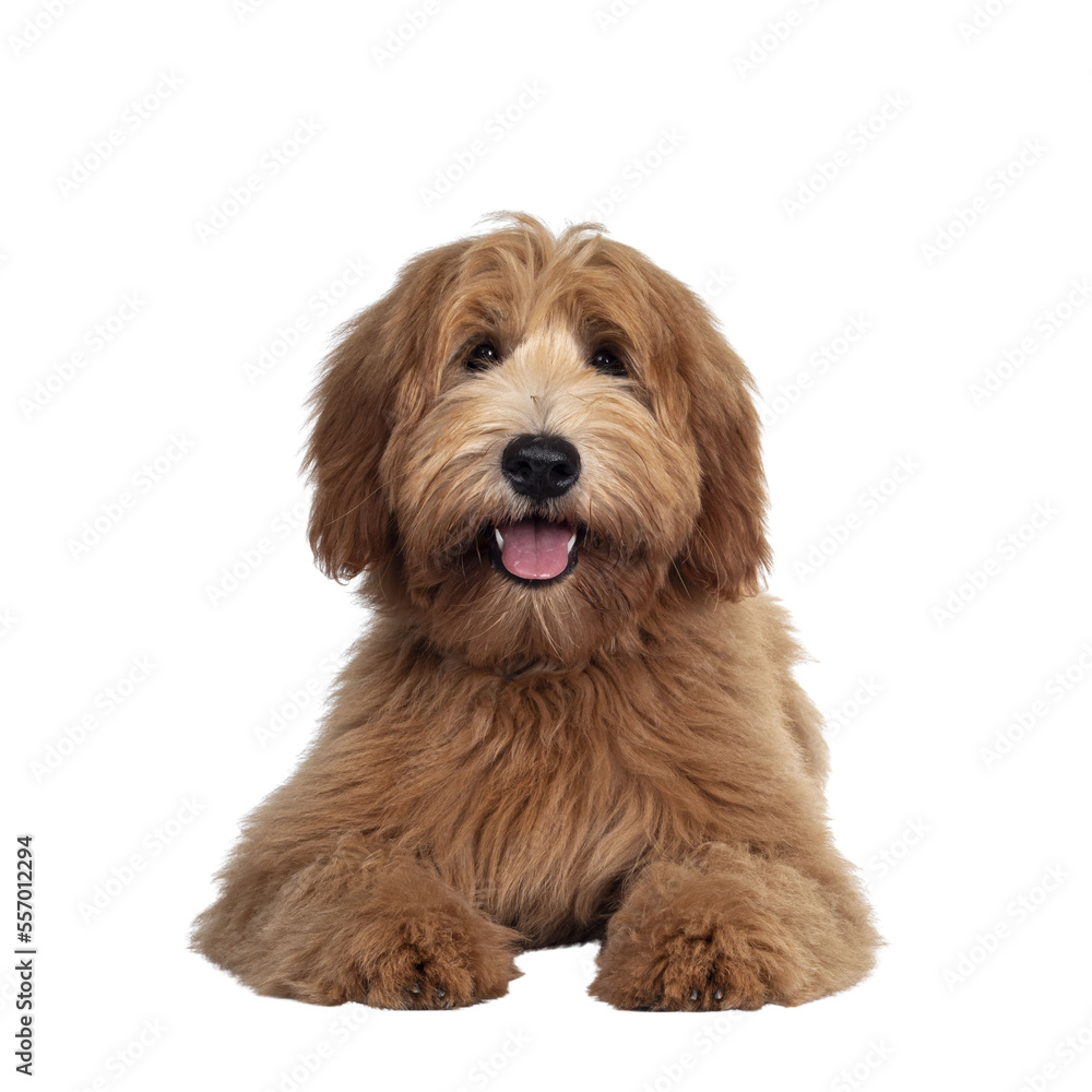 Adorable red / abricot Labradoodle dog puppy, laying down facing front, looking towards camera with shiny dark eyes. Isolated cutout on transparent background. Mouth open showing tongue and cute head 