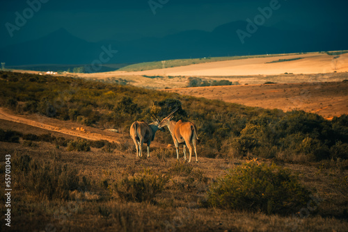 Eland Antelopes standing, Eland gaze in the grass in South Africa Savanna © Gabor