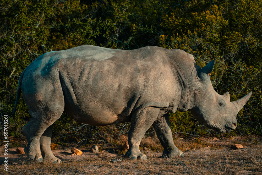 Fototapeta premium rhino in the wild