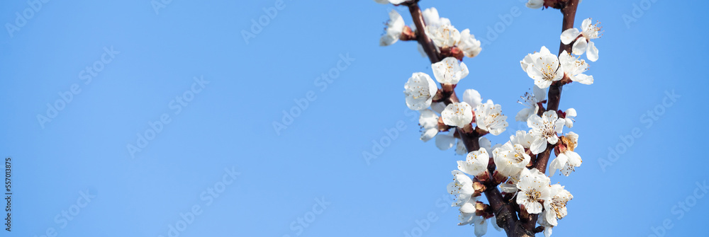 flowers of blooming Apple tree in spring against blue sky on a Sunny day close-up macro in nature outdoors. flowers of blooming Apple tree in spring against blue sky on a Sunny day close-up macro in nature outdoors.
