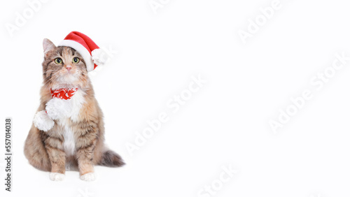 Cat in Christmas hat on a white background. Kitten in Santa Claus xmas red hat. Cat with Santa hat waiting for Christmas while sitting on a white background. Happy New Year. Web banner with copy space © Mariia