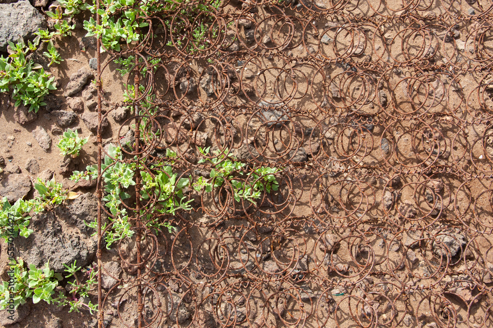 Texture of rusty mesh and young greenery on clay soil Texture of rusty mesh and young greenery on clay soil