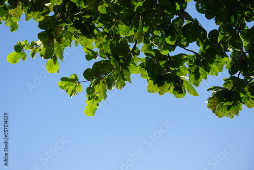 leaves on a tree with holes from insects