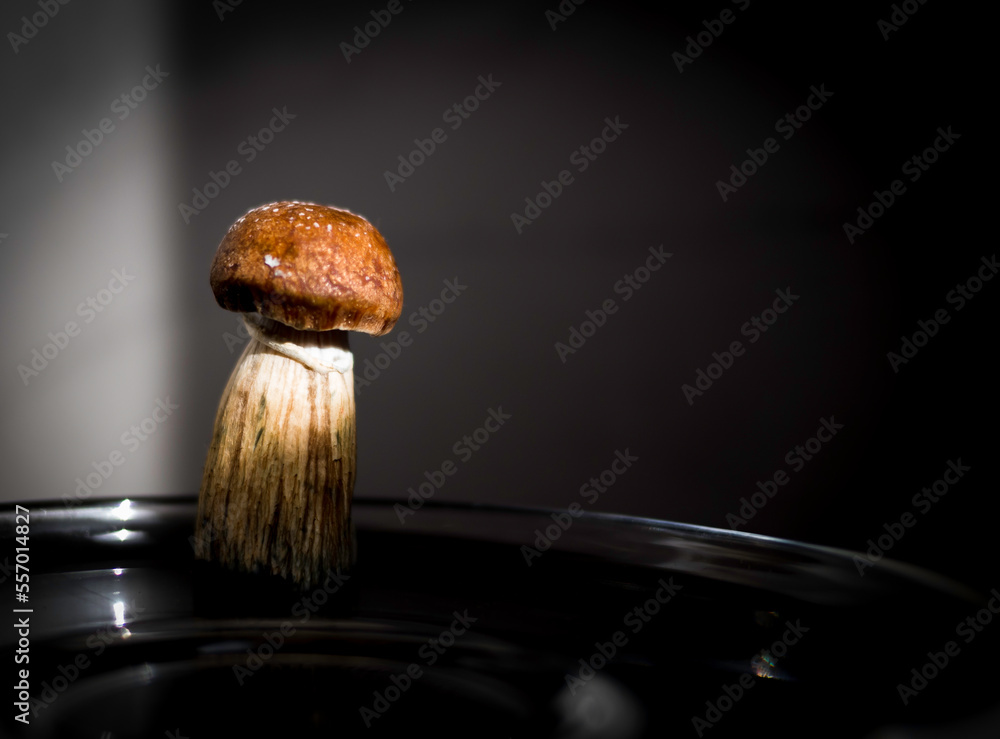 psilocybin mushroom for healing therapy