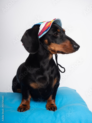 Black and tan dachshund dog seated with summer hat for sun © marcelinopozo