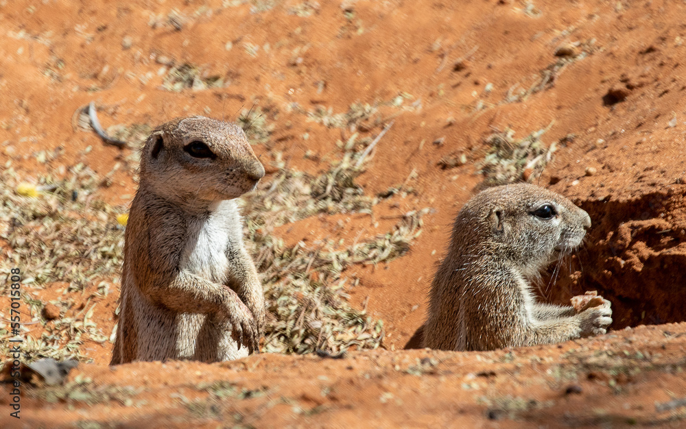 ground squirrels on the lookout in Africa