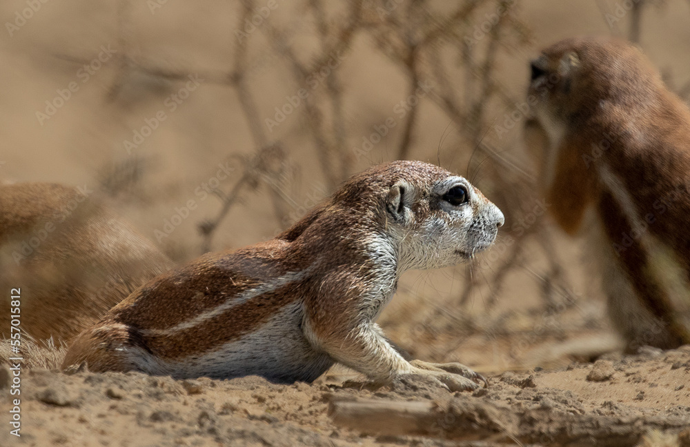 Ground squirrel baby close up side view