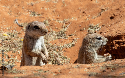 Obraz na płótnie ground squirrels on the lookout in Africa w salonie