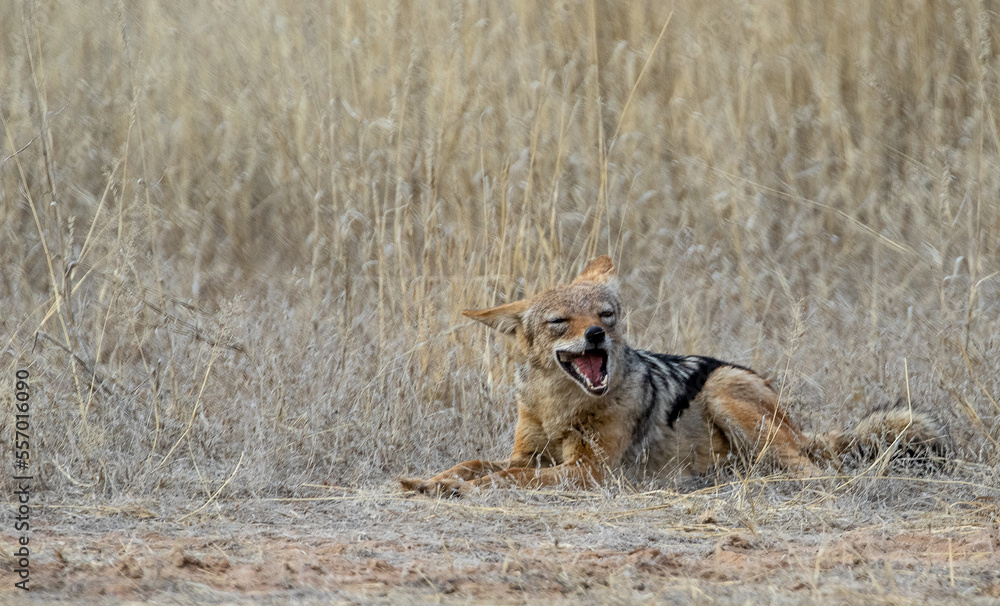 jackal laughs in the wild