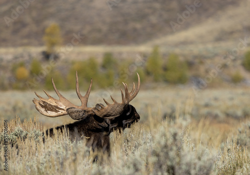 Bull Shiras Moose During the Rut in Autumn in Wyoming