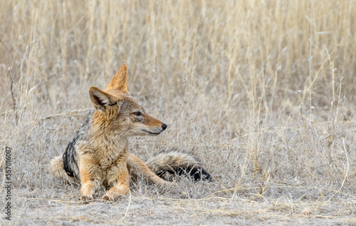 Obraz na płótnie black backed jackal in desert grass stares w salonie