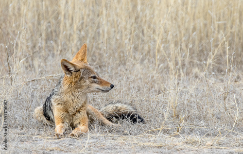 black backed jackal in desert grass stares