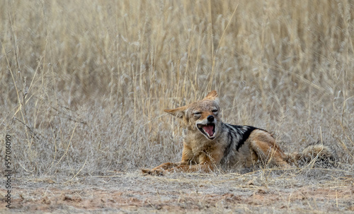 Obraz na płótnie jackal laughs in the wild w salonie