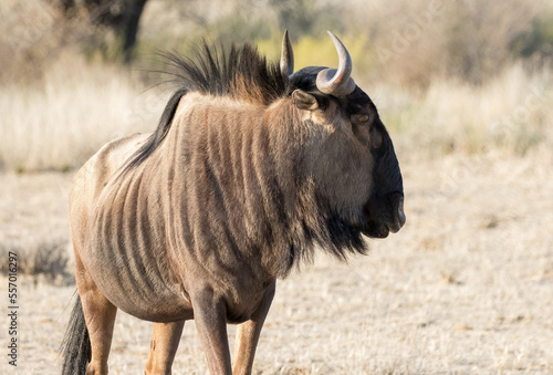 Obraz na płótnie Wildebeest male close up side view in Kgalagadi w salonie
