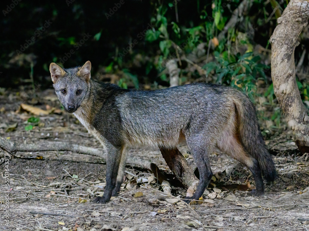 Fototapeta premium Crab-eating Fox closeup portrait at night