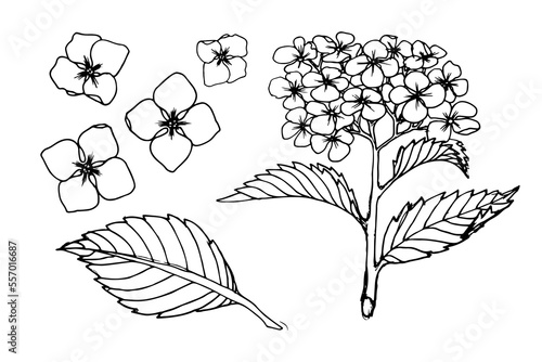 Blooming  Hydrangea Viburnum flower. Set of ring, inflorescence, flower, leaf, branch. Hand drawn black line vector on white background
