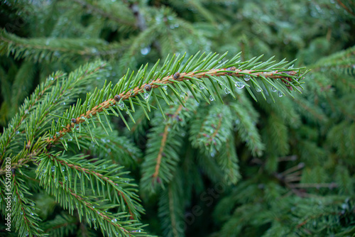 Close up of pine needles with water drops