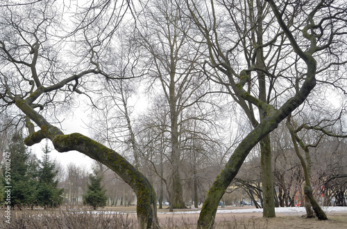The large wriggling contrasting trees in the city park