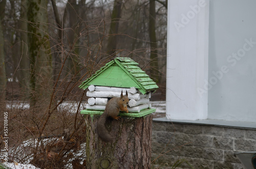 The wild squirrel in the park sits in a house and nibble nuts