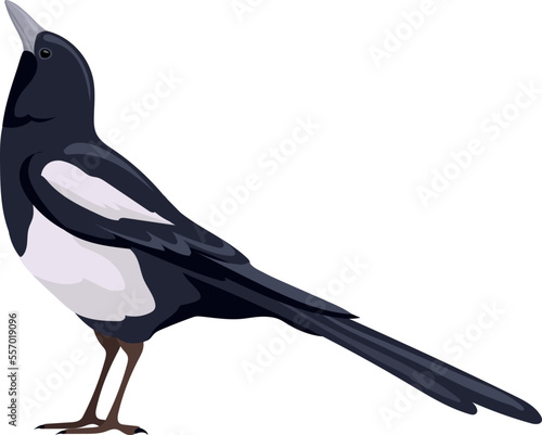 Magpie icon. Black bird. Wild nature fauna photo