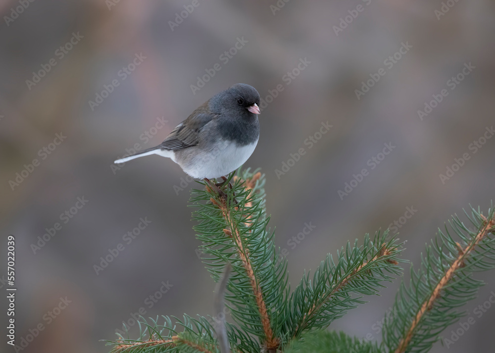 small song bird on perch small song bird on perch