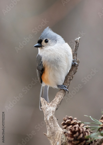 small song bird on perch