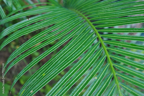 palm tree leaf