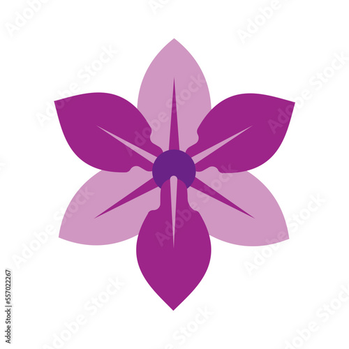 Orchid Flower