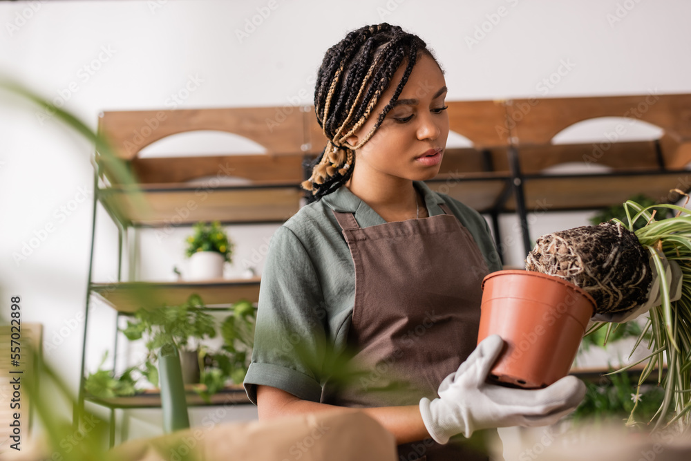 young african american florist in apron holding flowerpot and plant on blurred foreground