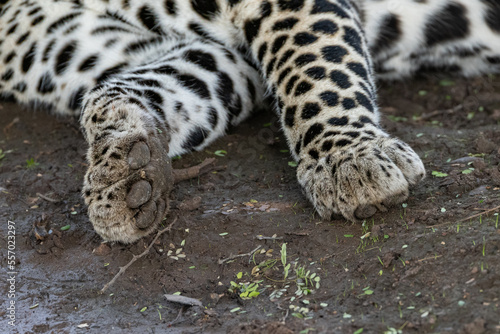paws of a Leopard