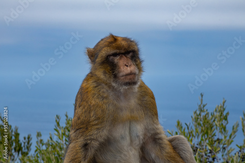 Portrait of barbary macaques. Gibraltar monkeys a major tourist attraction at the top of Rock of Gibraltar. Close up of a wild macaques  One of famous attraction of the British overseas territory.