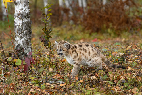 Cougar Kitten (Puma concolor) Squats to Pee Autumn © geoffkuchera