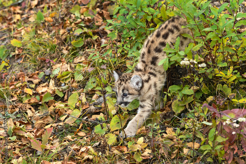 Cougar Kitten  Puma concolor  Steps Out of Small Bush on Ground Autumn