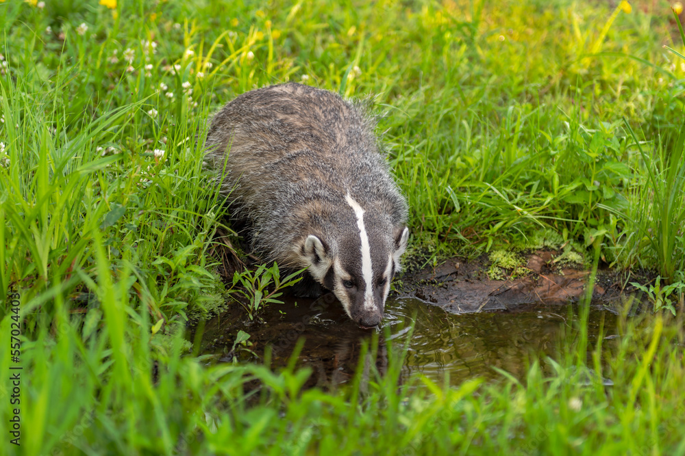 Obraz premium North American Badger (Taxidea taxus) Cub Drinks From Small Pool of Water Summer