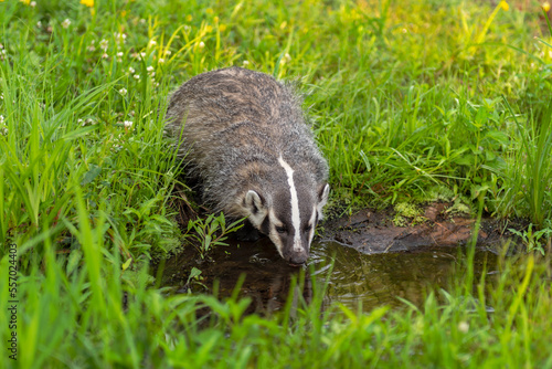 North American Badger (Taxidea taxus) Cub Drinks From Small Pool of Water Summer © geoffkuchera