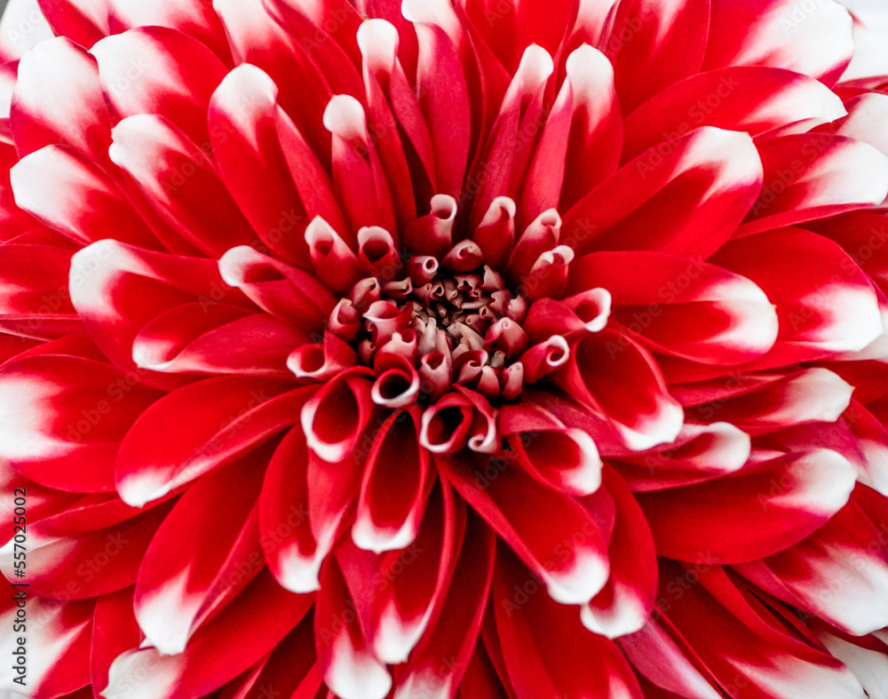 Fototapeta premium red dahlia flower macro