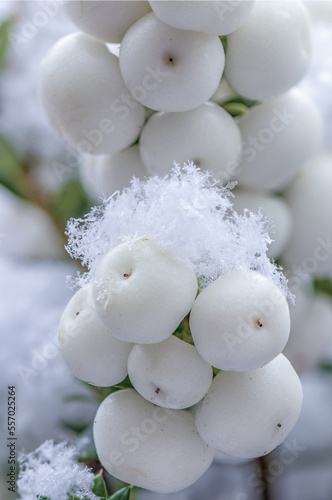 Weiße Schneebeeren mit Schneekristallen bedeckt photo