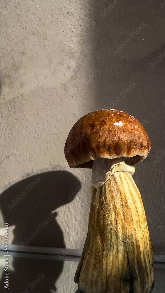 psilocybin mushroom for healing therapy