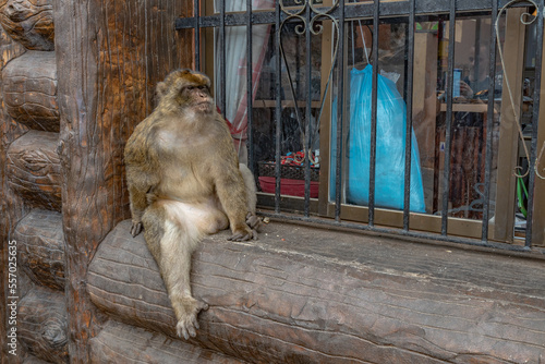 Portrait of barbary macaques. Gibraltar monkeys a major tourist attraction at the top of Rock of Gibraltar. Close up of a wild macaques  One of famous attraction of the British overseas territory.