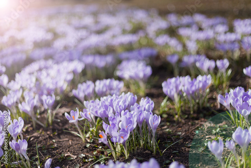 many purple crocus flowers. lot of Dutch spring crocus flowers in field
