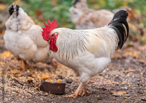 Colorful Rooster in the Farm. Autumn leaves in Foreground and Blurry Background. Red Jungle Fowl, Natural Light During the Day. Portrait. Rooster Going to Crow.