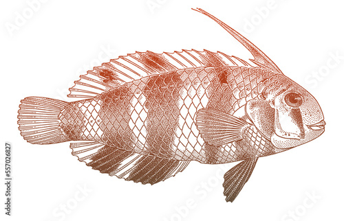 Blackspot razorfish iniistius dea, tropical marine fish in side view
