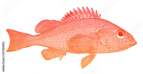 Angry rockfish sebastes iracundus, deep-water fish in side view