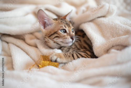 Portrait of bengal kitten with present box covered in white blanket, holidays banner 