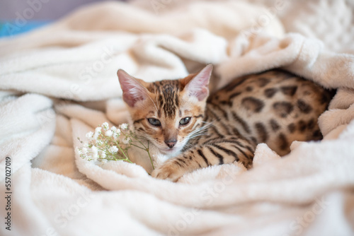 Portrait of bengal kitten with flowers branch covered in white blanket, cute cat has a rest, banner for holiday